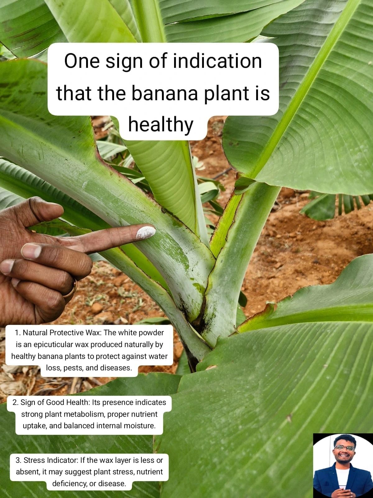 LinkedIn post image: 🌱 𝐇𝐨𝐰 𝐭𝐨 𝐈𝐝𝐞𝐧𝐭𝐢𝐟𝐲 𝐚 𝐇𝐞𝐚𝐥𝐭𝐡𝐲 𝐁𝐚𝐧𝐚𝐧𝐚 𝐏𝐥𝐚𝐧𝐭?