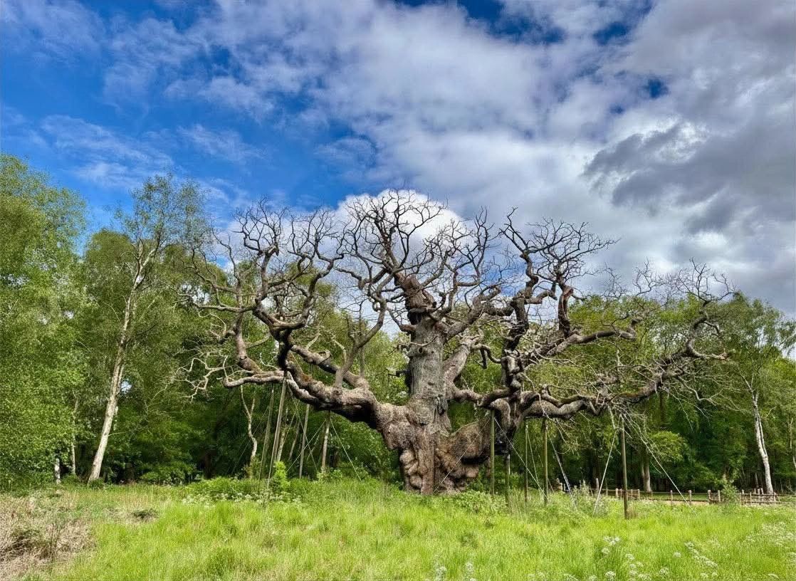 LinkedIn post image: I killed a tree