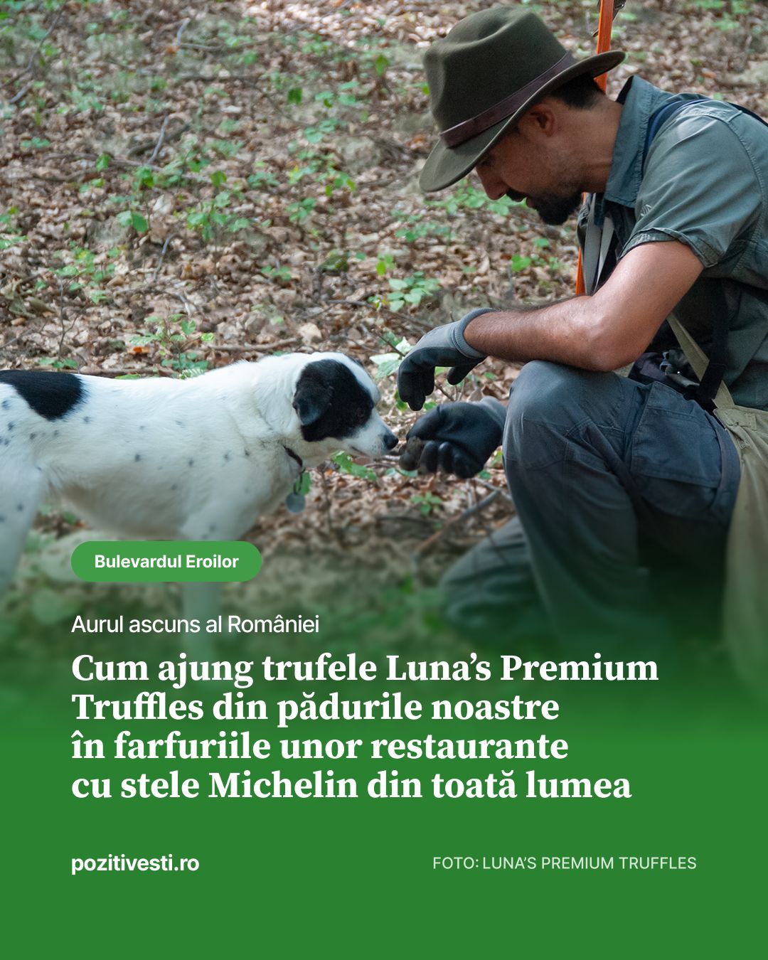 LinkedIn post image: Și-a lăsat biroul din HR pentru pădure. În loc de ședințe, are acum câini antrenați să găsească trufe. Mihai Constantine